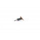 Ricoh AE044067 Upper Fuser Picker